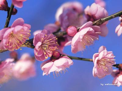 ����ACOME